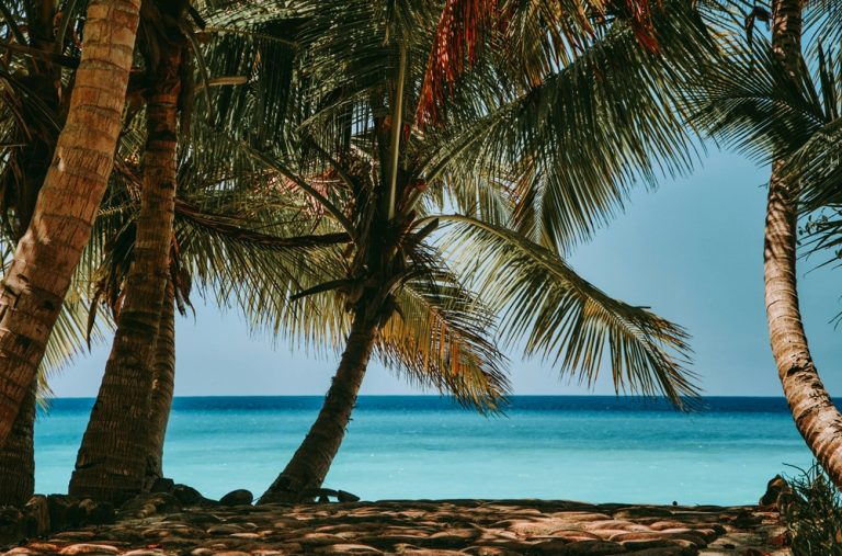 Palmiers tropicaux face à une plage et une mer turquoise à Madagascar