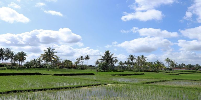 Rice fields and palm trees in the countryside of Bali beneath a bright tropical sky
