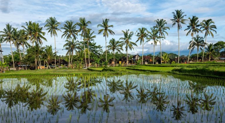 Where to stay in Bali near rice fields, tropical palm trees, and peaceful countryside scenery