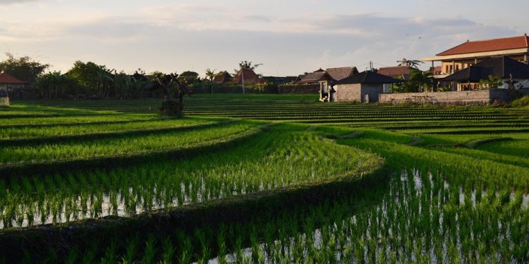 Rice fields and traditional homes surrounded by tropical greenery in rural Bali