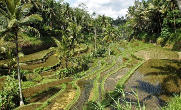 Tegalalang Rice Terraces near Ubud showcasing lush tropical landscapes and traditional farming, highlighting how to get around Bali and explore the island's interior