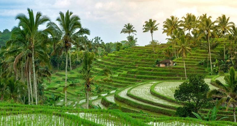 Tegalalang Rice Terraces in Ubud, Bali – is Bali safe for tourists exploring the island's countryside