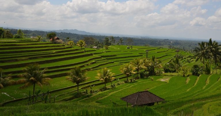Expansive terraced rice fields surrounded by palm trees and tropical countryside in Bali