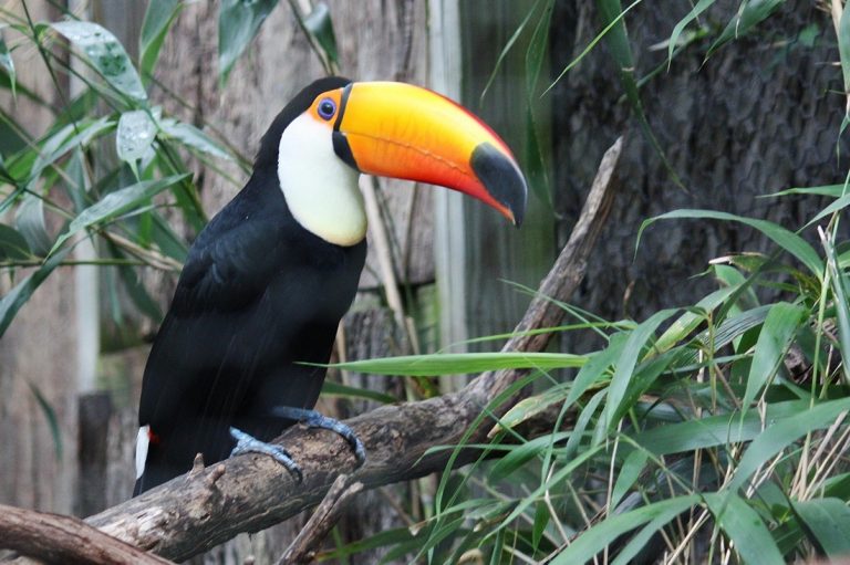Colorful toucan perched in the jungle for an Amazon Rainforest Brazil Guide near Manaus