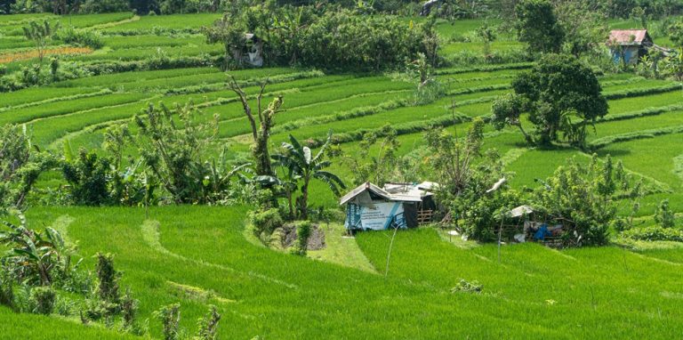 Lush green rice fields and traditional farming landscapes in Bali, illustrating Bali travel tips for exploring the island beyond its beaches and tourist centers