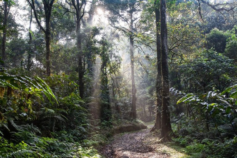 Rainforest trail surrounded by dense jungle in an Amazon Rainforest Brazil Guide near Manaus Caption: Description: