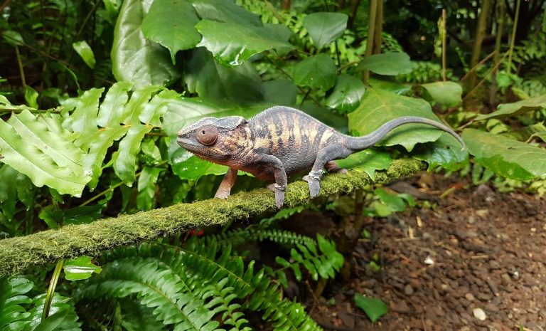 Chameleon resting on a rainforest branch in an Amazon Rainforest Brazil Guide wildlife experience