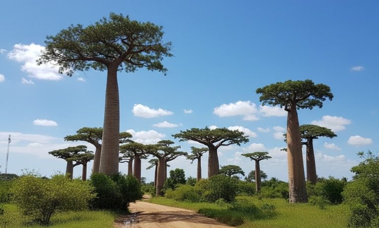 Allée des baobabs à Madagascar avec alignement de baobabs géants près de Morondava