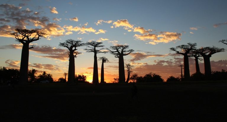 Allée des baobabs au coucher du soleil à Madagascar avec silhouettes d'arbres géants près de Morondava