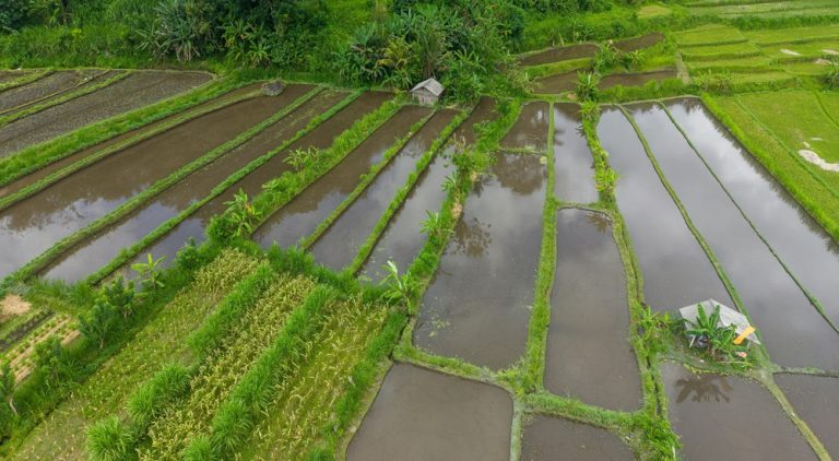 Bali belly travel guide featuring rice fields and rural landscapes in Bali Indonesia