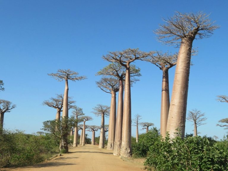 Alignement de baobabs géants bordant une piste de terre dans la région de Morondava à Madagascar