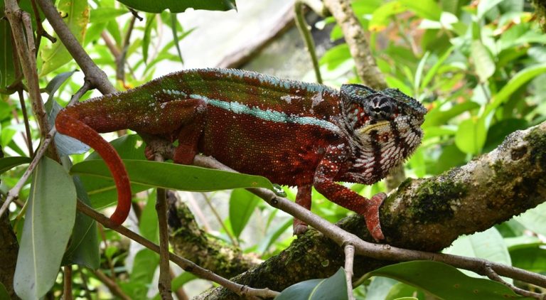 Caméléon de Parson dans la forêt tropicale, symbole de la faune de Madagascar Caption Description