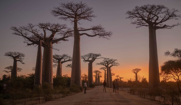 Silhouettes de baobabs géants au coucher du soleil près de Morondava dans l’ouest de Madagascar Caption: Description: