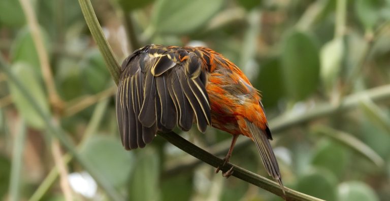 Foudi rouge perché dans la végétation, représentant coloré de la faune de Madagascar
