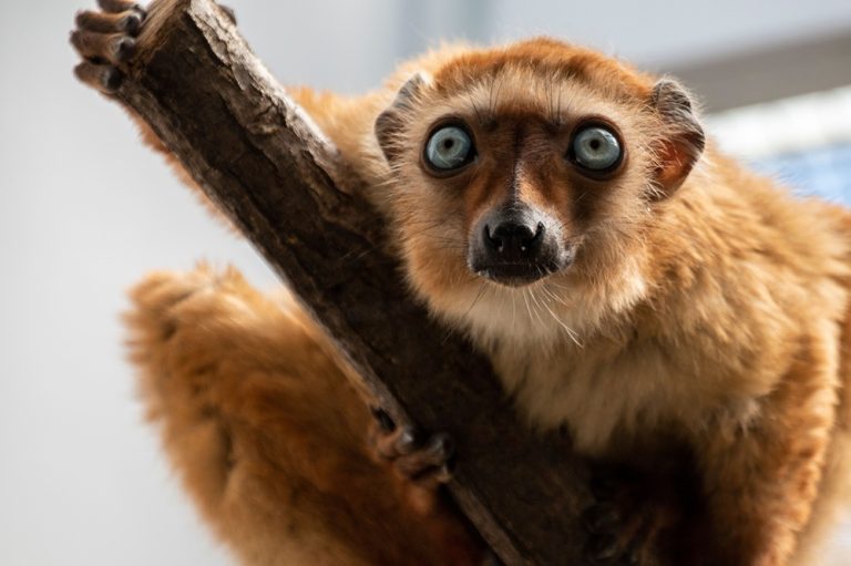 Lémuriens à Madagascar : sifaka observé dans son habitat naturel