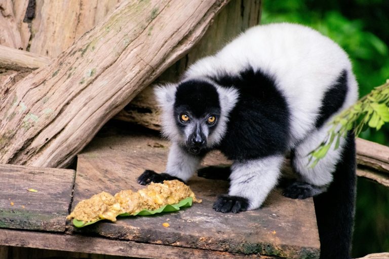 Lémuriens à Madagascar : vari noir et blanc observé dans une réserve naturelle