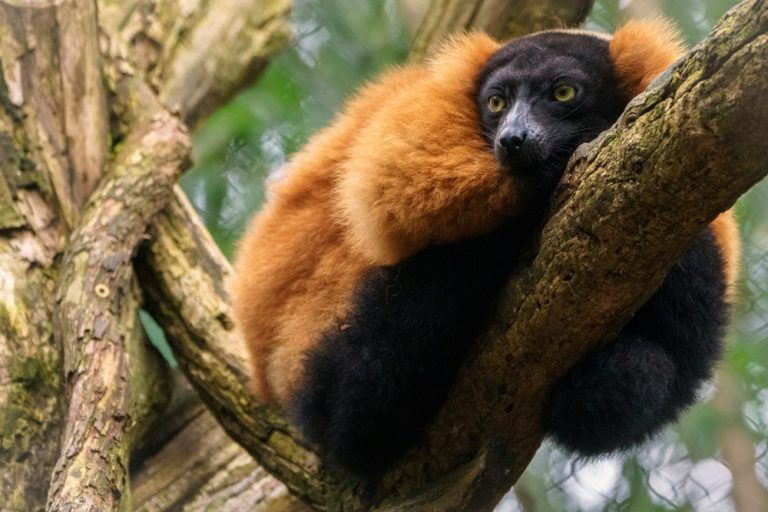 Lémuriens à Madagascar : vari roux observé dans la forêt tropicale malgache