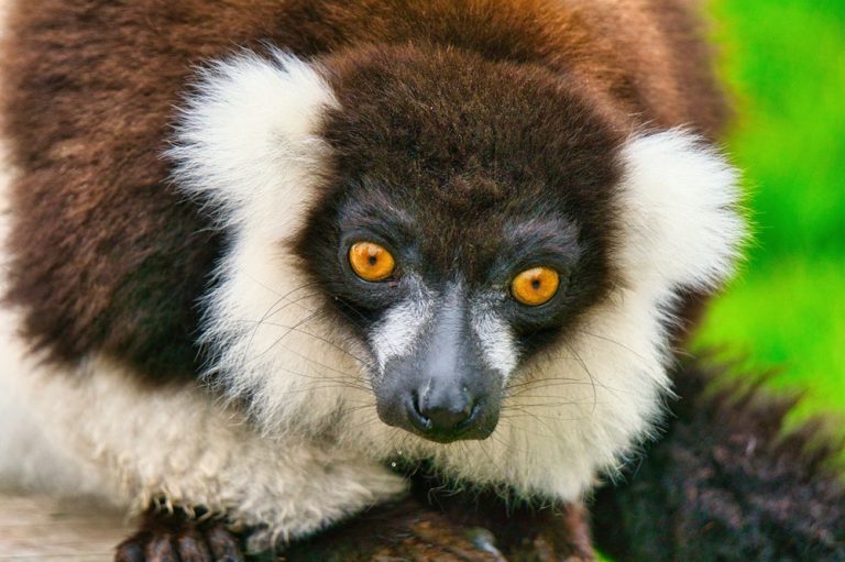 Lémuriens à Madagascar : portrait rapproché d’un vari noir et blanc Caption