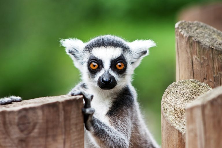 Lémuriens à Madagascar : jeune maki catta observant son environnement Caption Description