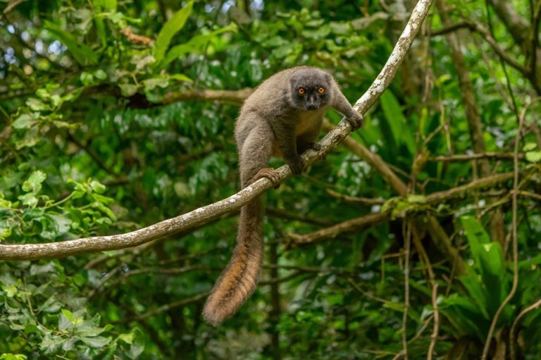 Lémuriens à Madagascar : lémurien brun observé dans une forêt tropicale malgache