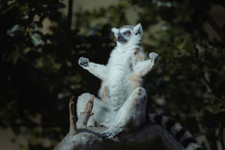 Lémuriens à Madagascar : maki catta prenant le soleil dans son habitat naturel Caption Description