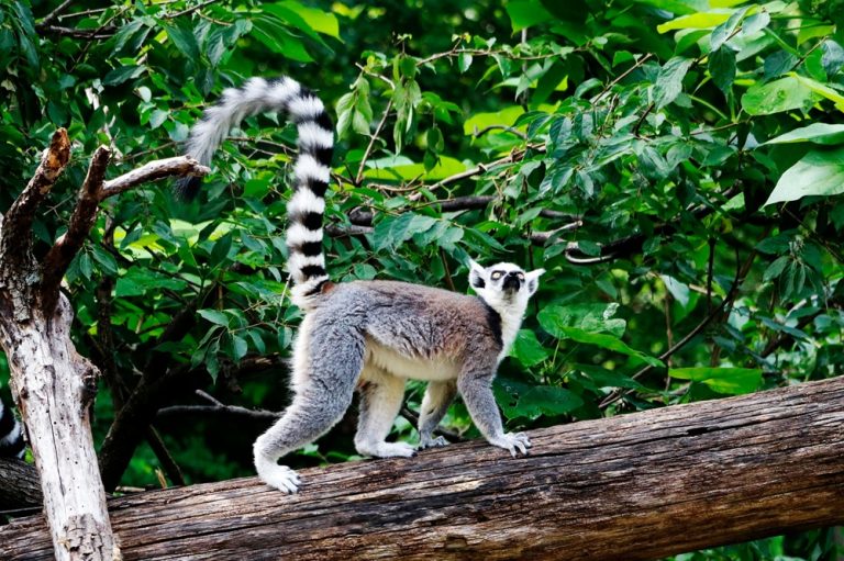 Lémuriens à Madagascar : maki catta marchant dans son habitat naturel
