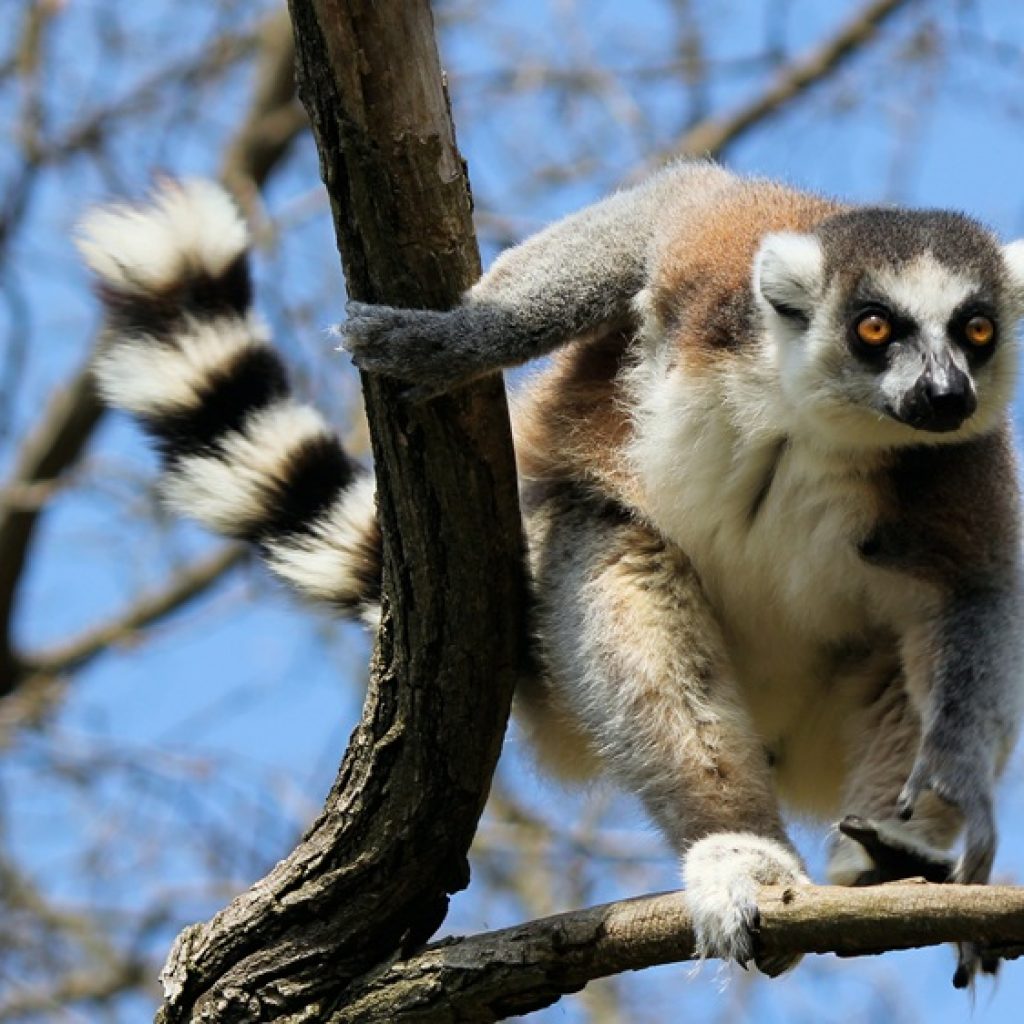 Lémuriens à Madagascar : maki catta perché dans un arbre