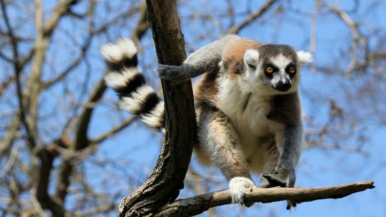 Lémuriens à Madagascar : maki catta perché dans un arbre