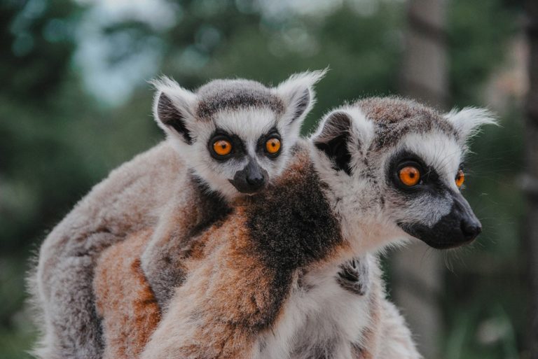 Lémuriens à Madagascar : mère et bébé maki catta dans leur habitat naturel Caption Description