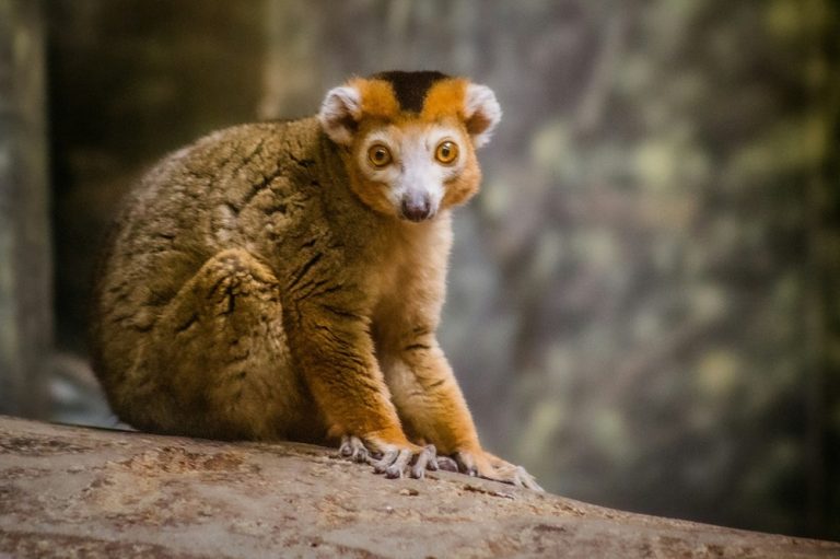 Lémuriens à Madagascar : sifaka couronné observé dans son habitat naturel