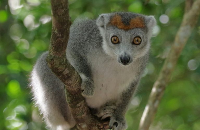 Lémuriens à Madagascar : sifaka couronné perché dans un arbre Caption Description