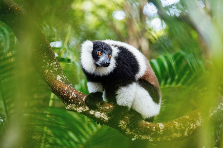 Lémuriens à Madagascar : vari noir et blanc perché dans une forêt tropicale