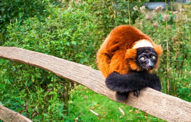 Lémuriens à Madagascar : vari roux observé dans une forêt malgache Caption Description