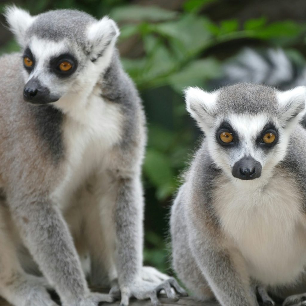 Lémuriens à Madagascar observés dans leur habitat naturel