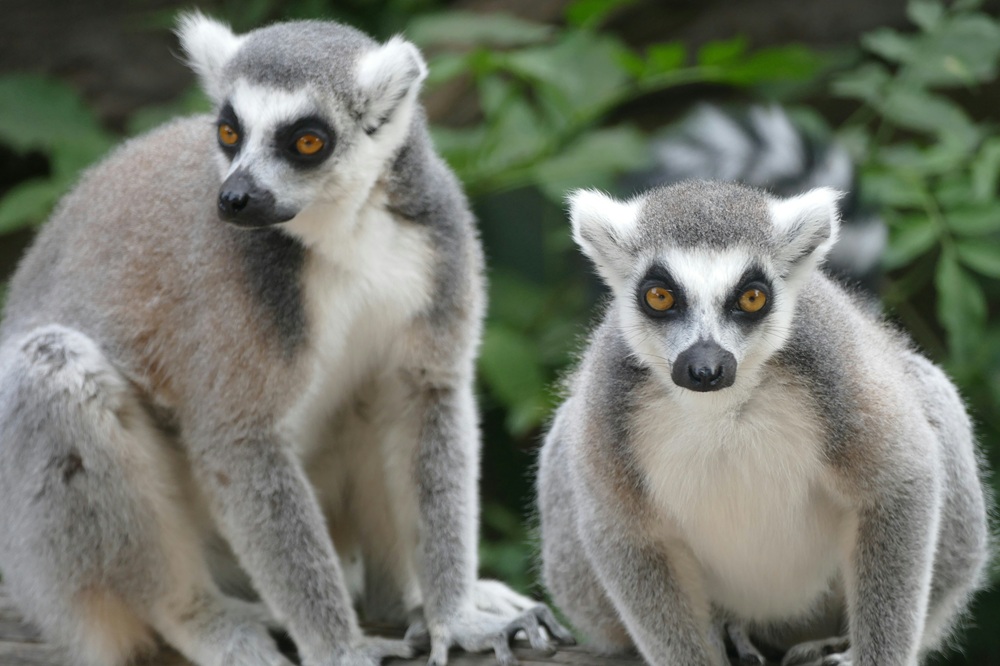 Lémuriens à Madagascar observés dans leur habitat naturel