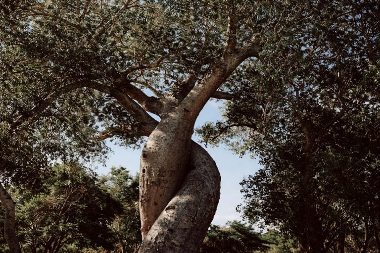 Deux baobabs enlacés formant les célèbres Baobabs Amoureux près de Morondava à Madagascar