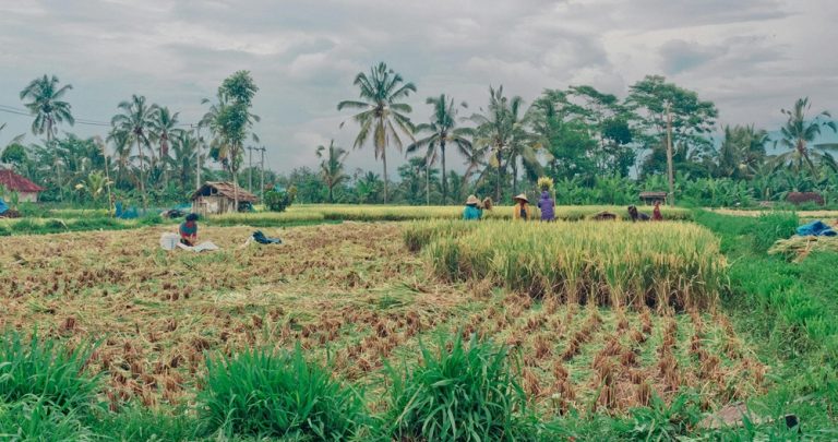 Local farmers working in rice fields surrounded by palm trees in rural Bali