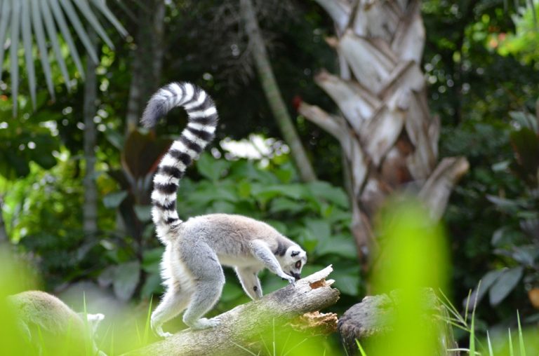 Lémuriens à Madagascar : maki catta dans son habitat naturel