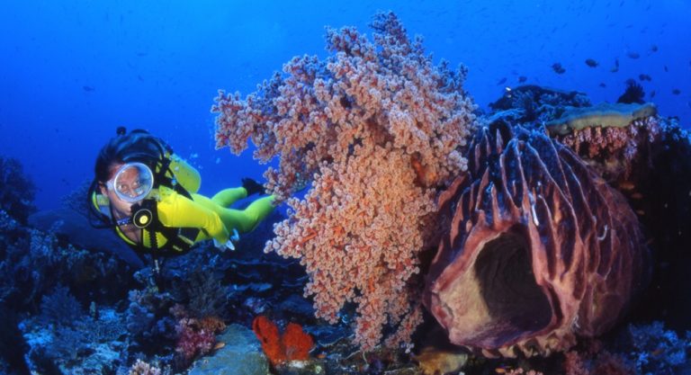 Scuba diver exploring coral reefs at Manta Point featured in this Nusa Penida travel guide, one of the island's most famous dive sites