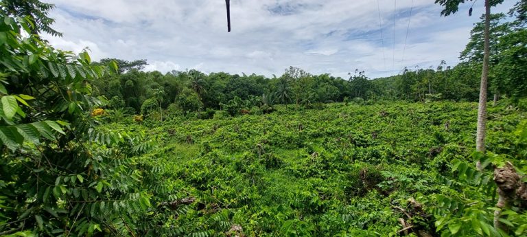 Nosy Be : plantation d’ylang-ylang au cœur de l’Île aux Parfums à Madagascar Caption: Description: