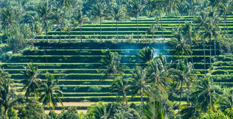 Day trips from Bali showcasing lush rice terraces, palm trees, and traditional Balinese landscapes