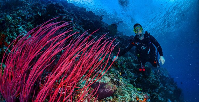 Scuba diver exploring colorful coral reefs in this Nusa Penida travel guide, highlighting the island's world-class diving and marine life