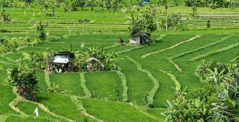 Day trips from Bali exploring the lush rice terraces and traditional countryside of Sidemen Valley