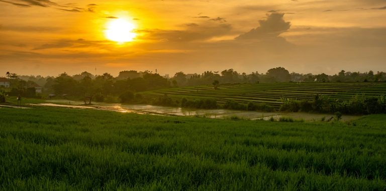Golden sunset illuminating lush rice fields and terraced farmland in the Balinese countryside