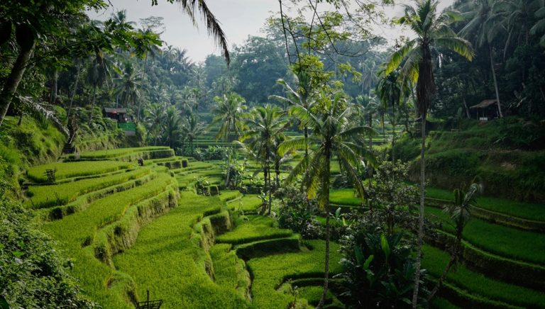 Ubud travel guide featuring the Tegalalang Rice Terraces and tropical landscapes near Ubud, Bali Caption Description