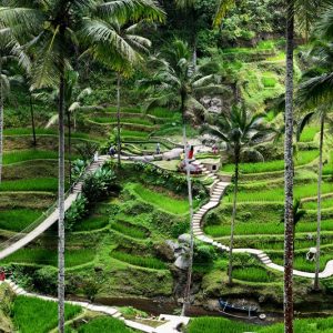 Ubud travel guide featuring the Tegalalang Rice Terraces, walking paths, and tropical scenery near Ubud, Bali