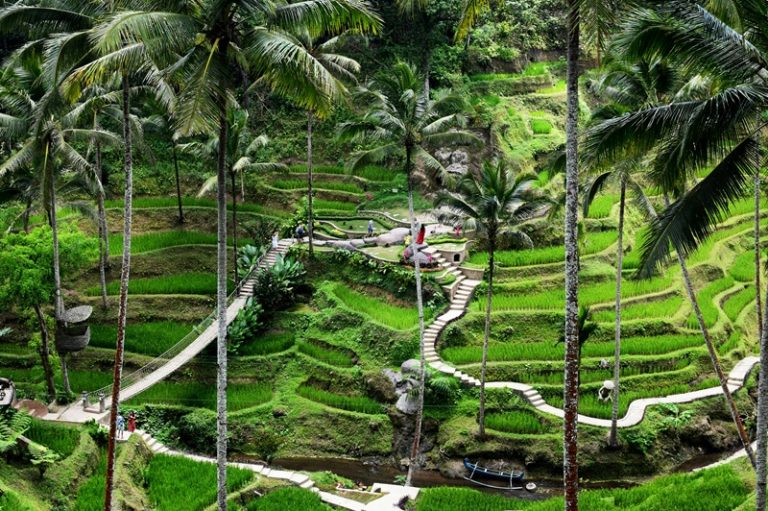 Ubud travel guide featuring the Tegalalang Rice Terraces, walking paths, and tropical scenery near Ubud, Bali