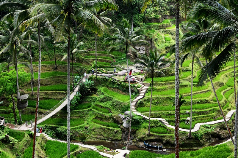 Ubud travel guide featuring the Tegalalang Rice Terraces, walking paths, and tropical scenery near Ubud, Bali