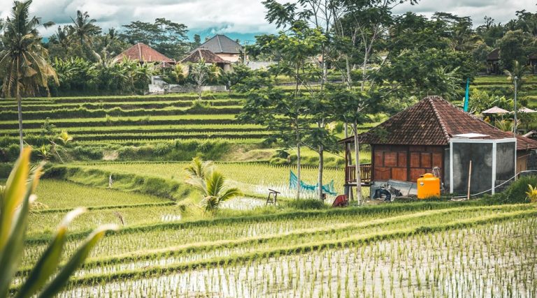Traditional Balinese rice terraces and countryside landscape surrounded by tropical vegetation Caption: Description: