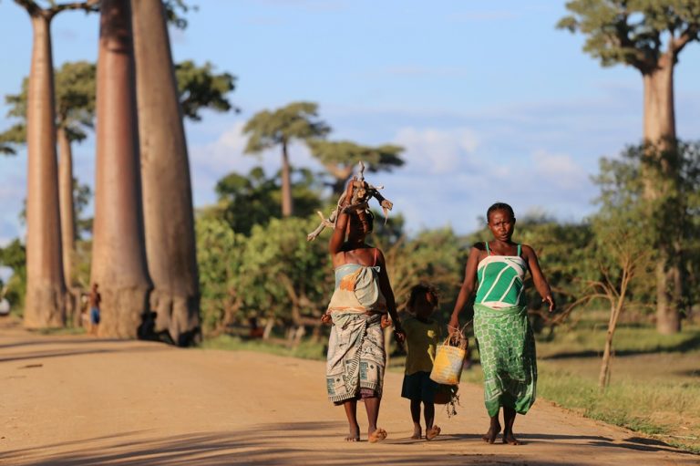 Habitants marchant sur une piste bordée de baobabs géants dans la région de Morondava à Madagascar